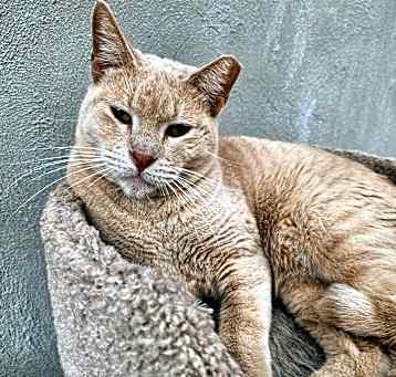 Photo of Blaze - Working Cat