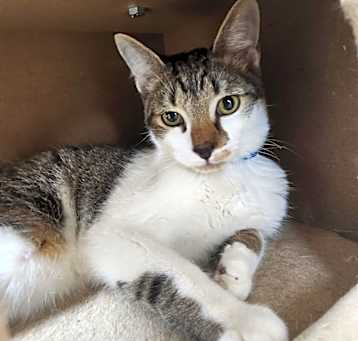 Photo of Bagel-Working Cat