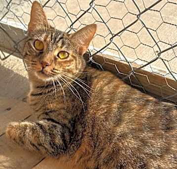 Photo of Cranberry- Working Cat