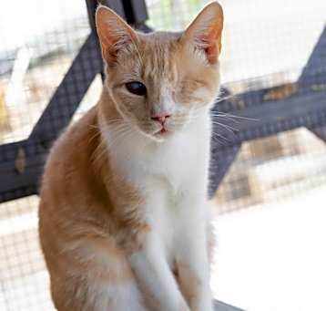 Photo of Debbie - Working Cat