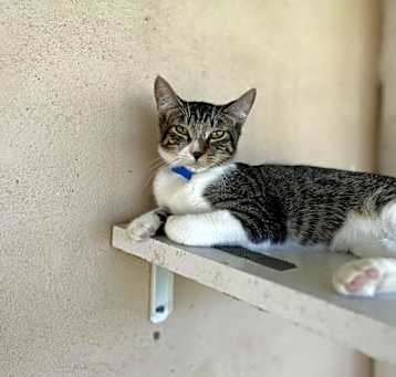 Photo of Ray- Working Cat