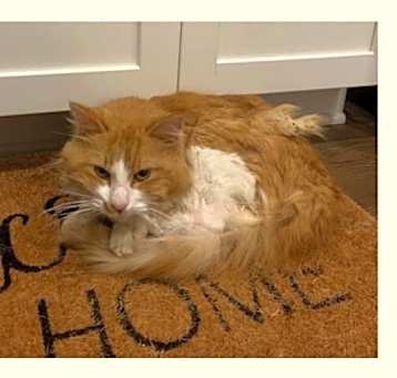 Photo of Found Cat NW Rochester