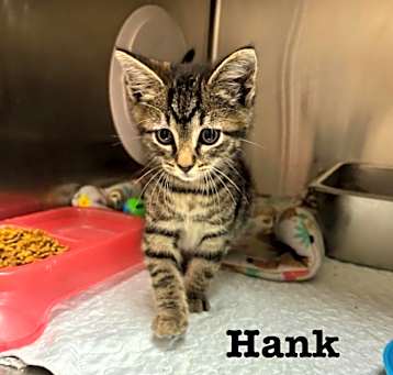 Photo of Hank