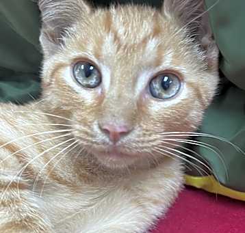Photo of Cashew