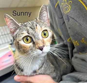 Photo of Sunny