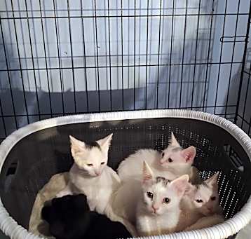 Photo of Kittens