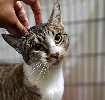 Photo of Kahlua
