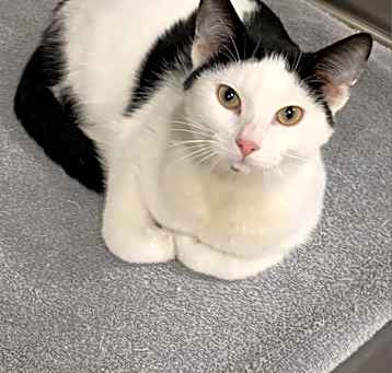 Photo of Beanie