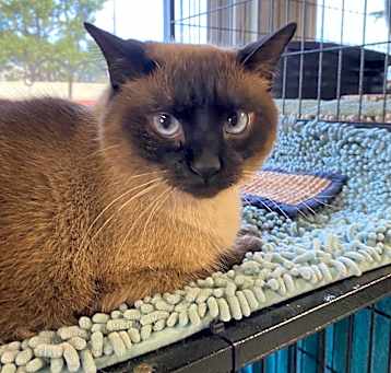 Photo of Whisper