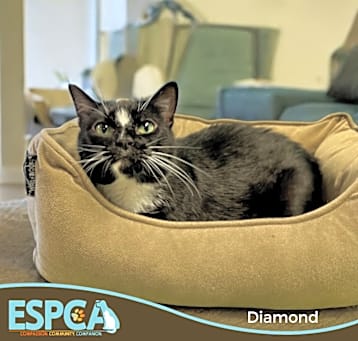 Photo of Diamond