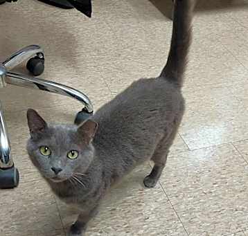 Photo of Smokey