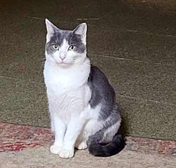Photo of Checkers