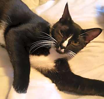 Photo of Linus