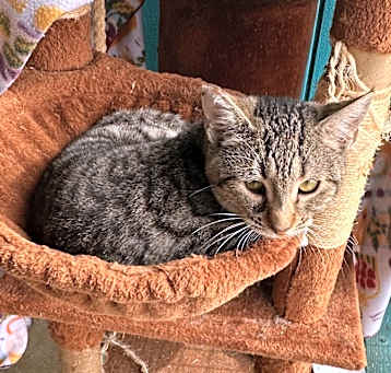 Photo of Bibi