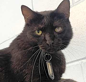 Photo of Licorice