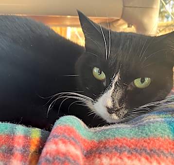 Photo of Oreo