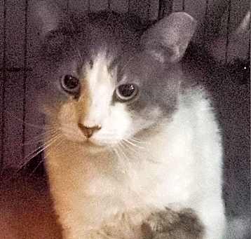 Photo of Melvin