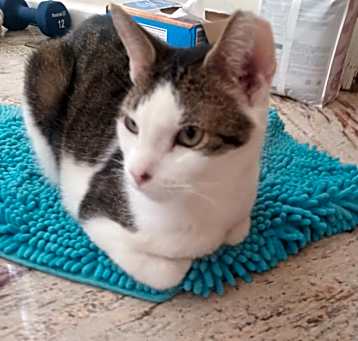 Photo of Furiosa