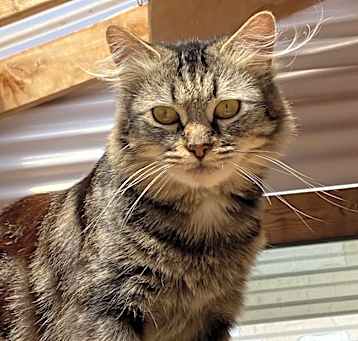 Photo of CleoCatra "Cleo"