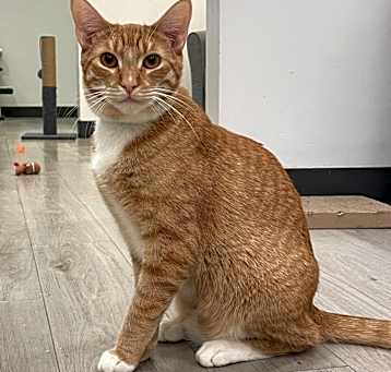 Photo of Oat