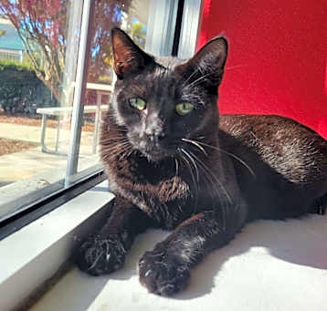 Photo of Joey