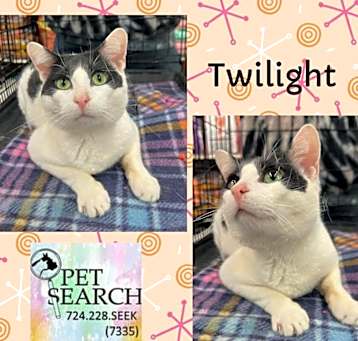 Photo of Twilight