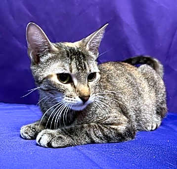 Photo of Jewel