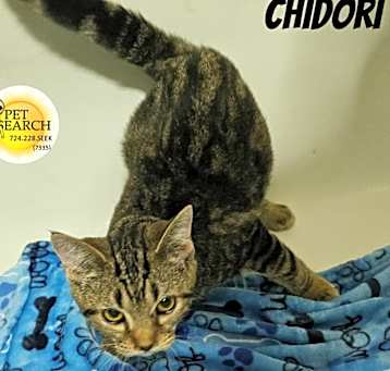 Photo of Chidori