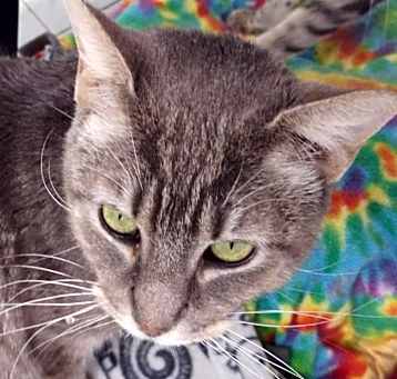 Photo of Sweeti Pie