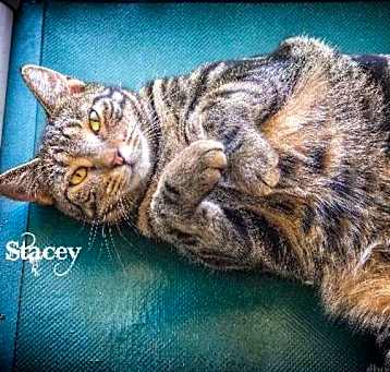 Photo of Stacey