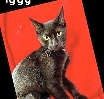 Photo of Iggy