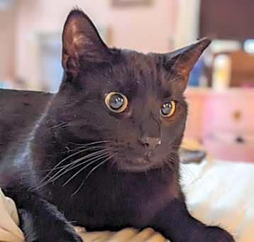 Photo of Blinkin