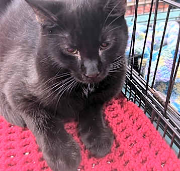 Photo of Coal