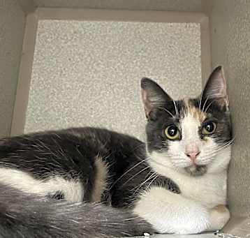 Photo of Rebel