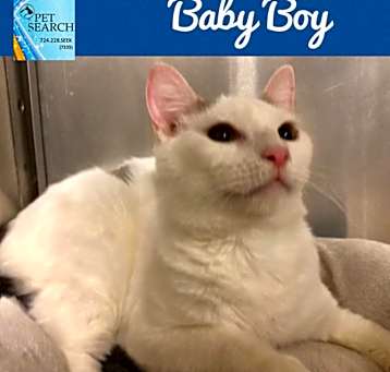Photo of Baby Boy