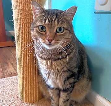 Photo of Hawkeye