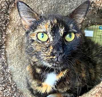 Photo of Cali