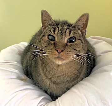 Photo of Teddy