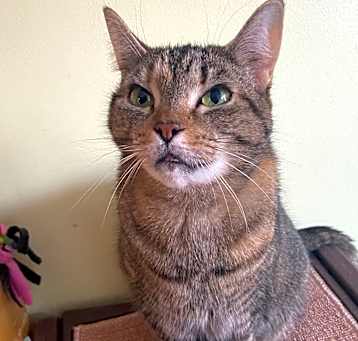 Photo of Scarlet