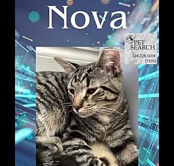 Photo of Nova