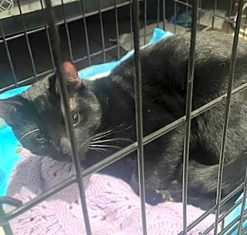 Photo of LWNY-Stray-13662