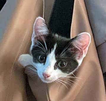Photo of Disco