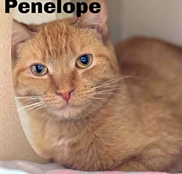 Photo of Penelope 23674