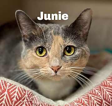 Photo of Junie 23552