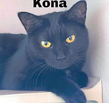 Photo of Kona 230794