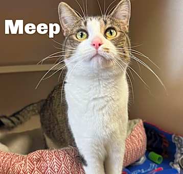 Photo of Meep 240879