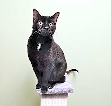Photo of Liberty - available for Foster to Adopt