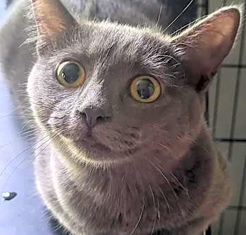 Photo of Misty