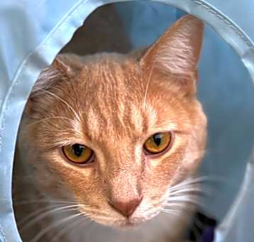 Photo of Turnip