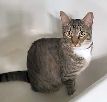 Photo of Bailey formerly Beaux